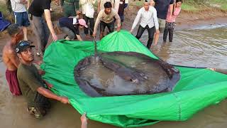Enormous stingray sets world record for largest freshwater fish