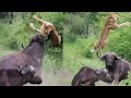 Wild buffalo vs lion