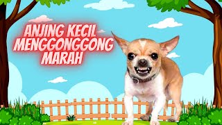 Suara Anjing Kecil Menggonggong Marah - Free Download