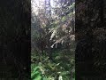 TAIGABLÅSTJÄRT Stocklunda Häggenås Jämtland 180704