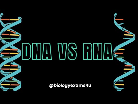 5 Major Differences between DNA and RNA (DNA vs RNA)