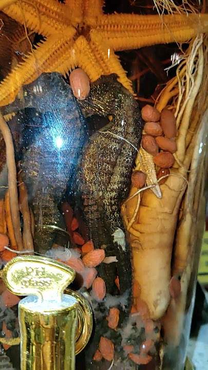 Ginseng with exotic stuff inside 😲 #amazing #vietnam #travel #shortvideo #viralvideo