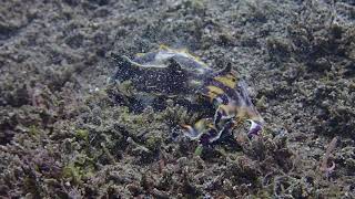 Bobbit Worm attacks Flamboyant Cuttlefish