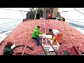 Everyone  Should watch this Fishermen's video, Shrimp Fishing, Catch a lot of shrimp on Big Boat