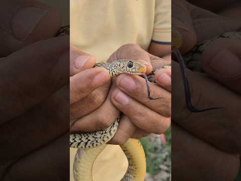 Ye kon sa Snake h ? #wildliferescue #snake #rescueefforts #reptiles