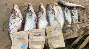 Cách trộn mồi câu và bóp mồi câu dành cho người mới.