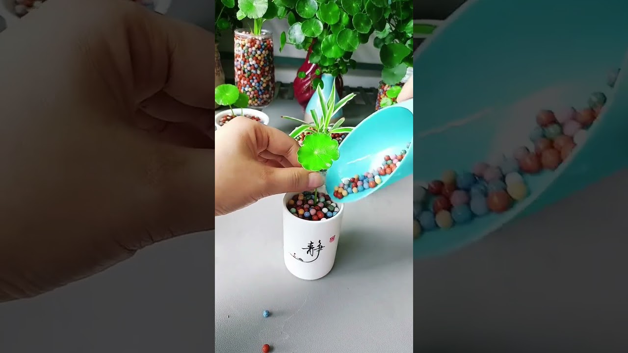 How to growing flowers in cup #diy #viralvideo #gardenplants #video #shorts