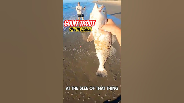 Massive Trout Surprise At The Beach!