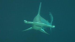 Burgers Zoo Natuurlijk De Hamerhaai