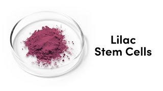 Lilac Stem Cells Description & Benefits For Hair Growth