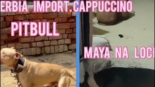 Serbia Import Pitbull Full Atude Me H Bhai . Or Maya Ne La Motu Pa Lock