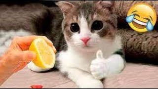 Funniest Animals 😄 Best Funny Dogs and Cats Compilation 2024 #8