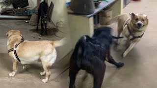 Little John’s crazy reaction on a guest black sheep in the House 😂 by Little John The Labrador 6,411 views 5 months ago 2 minutes, 43 seconds