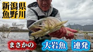 まさかの大岩魚が連発！　新潟県魚野川の雪シロ岩魚が凄すぎた