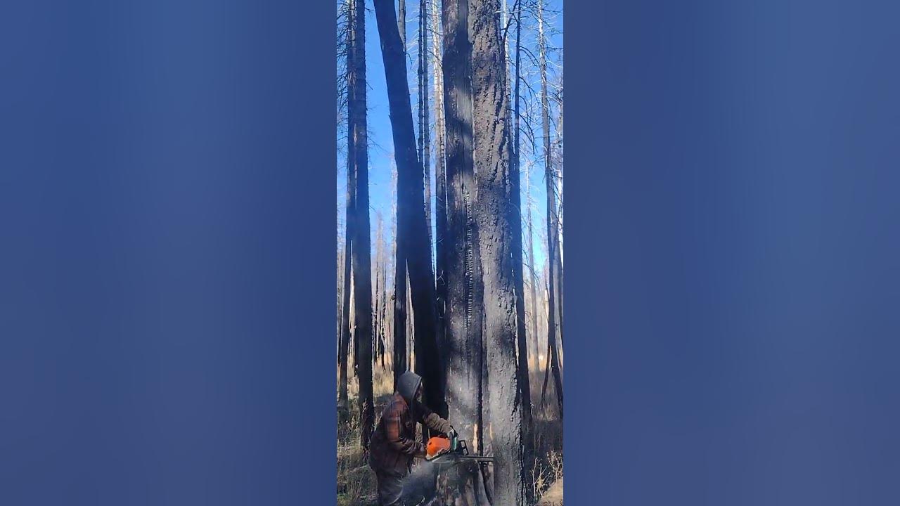 Can a tree. Can a tree