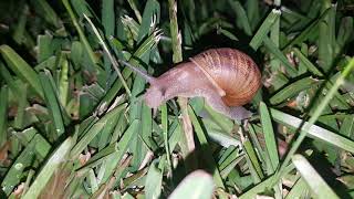 the snail that meows Resimi
