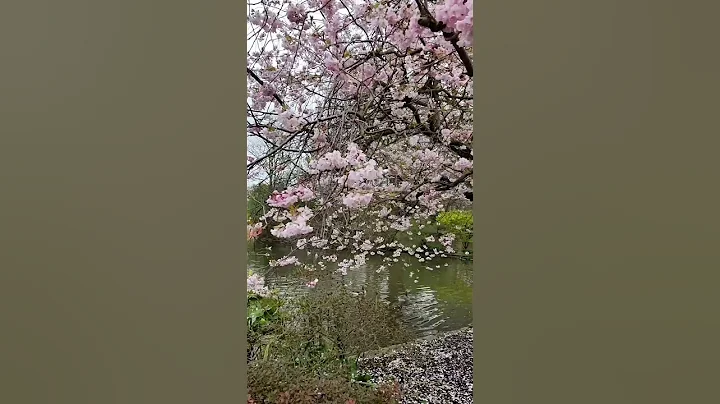 Cherry or plum blossoms? in London #centrallondon #londonliving #lovelondon - DayDayNews