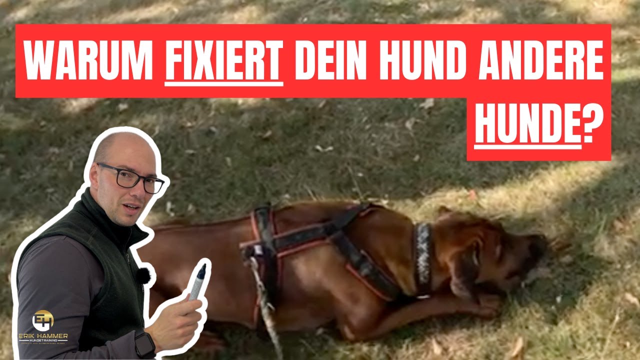 Entschlüsselt: Deshalb fixiert dein Hund andere Hunde!