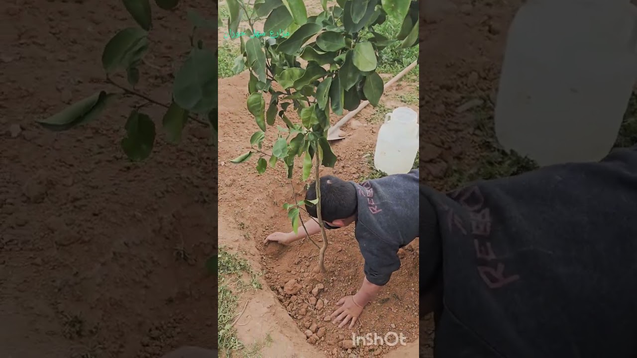 السر في نجاح زراعة اشجار البوملي والحمضيات وباقي الاشجار كثير يقع في خطأ بسيط يكون سبب لموت الاشجار