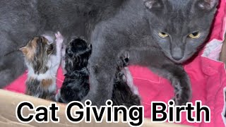 CAT GIVING BIRTH 3 KITTENS FOR THE FIRST TIME..#catlover