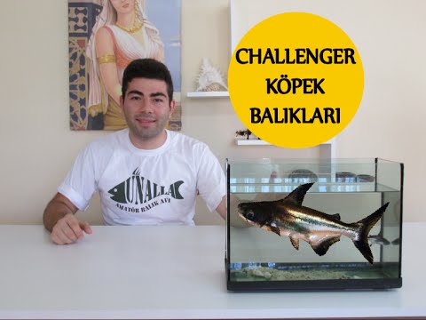 Challenger Etcil Kopek Baligi Bakimi Ve Cinsiyet Ayrimi Youtube