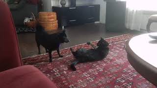 Schipperke and Black Cat Hanging Out