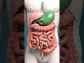 Human Digestion Animation in 3D | Parasite Worms Inside Intestine Educational Science #shorts