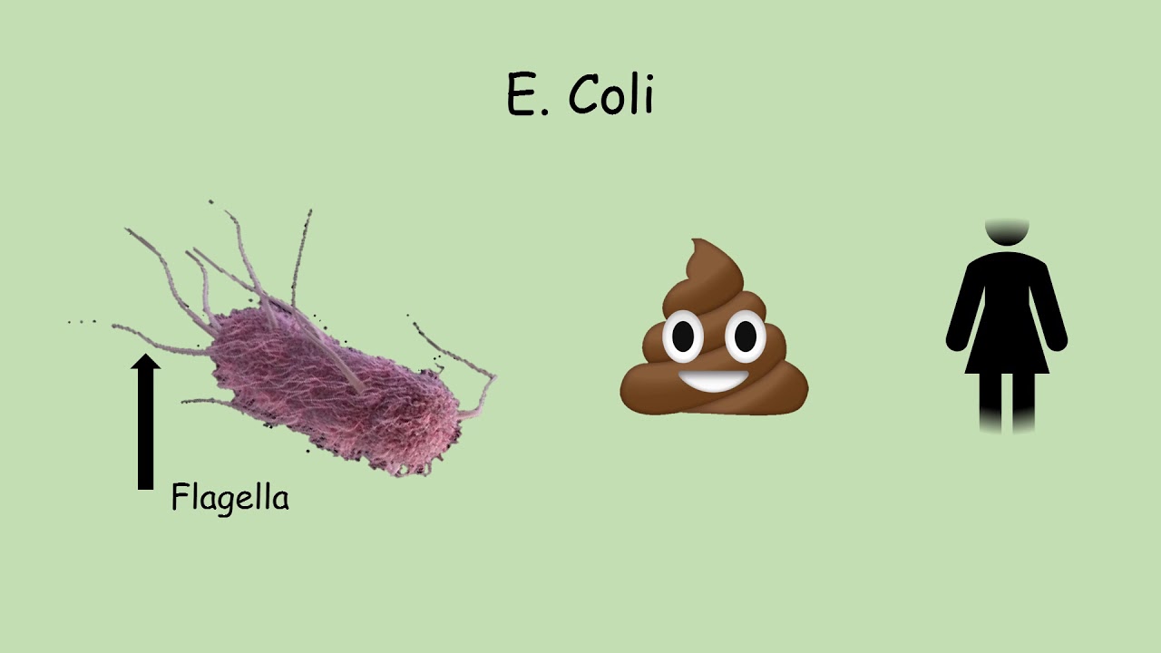 PSA UTI's and E. Coli antibiotic resistance YouTube