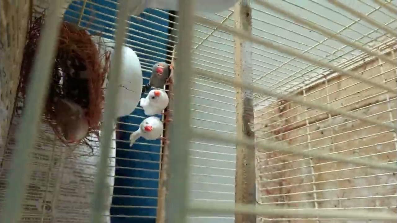 First Egg of finch bird , 🐦 🥚 , Finches egg , Finches egg hatching