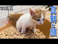 【子猫30日目】走る、抜け出す、暴れ出す!/末っ子&女子の茶トラ組/おしっこできる?子猫用トイレ