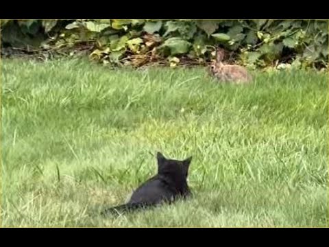 The Hunt!