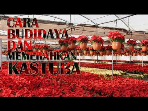 Video: Bagaimana cara membuat poinsettia mekar? Bunga dalam ruangan: perawatan, pemeliharaan