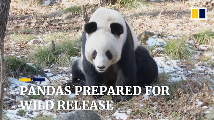 Chinese giant pandas undergo physical exams before being set free - DayDayNews