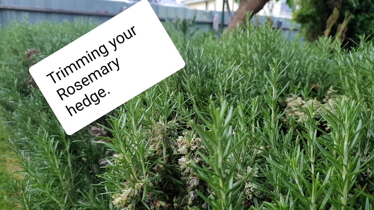 The Dad Gardener Episode 44 Revamped Rosemary Hedge Episode YouTube