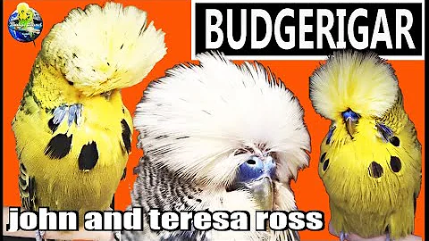 John & Teresa Ross aviary visit| BUDIGE BUDGIES EX...