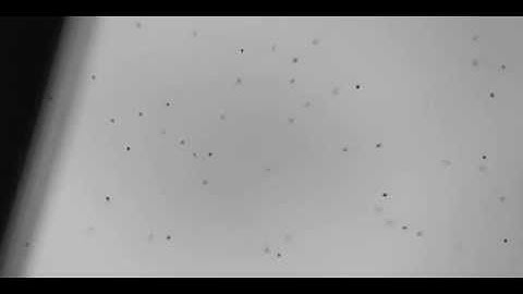 Particle Impacts Viewed using a High Speed Camera