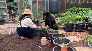 How to Harvest green garlic and plant chili peppers 🧄🌶️ ได้เวลาเก็บกระเทียมและปลูกพริกแล้วค่ะ🌱🌶️