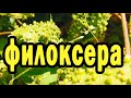 Филоксера   опасный вредитель винограда