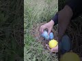 Wow, my goodness! Mutant dinosaur eggs? Rare Dome # Bird Egg # Unknown Organism Egg# #satisfying