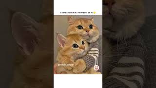 Mere papa ki daant pdi🤧🥲 #cat #catmemes #viralmemes #funny #comedy #trendingmemes #shorts