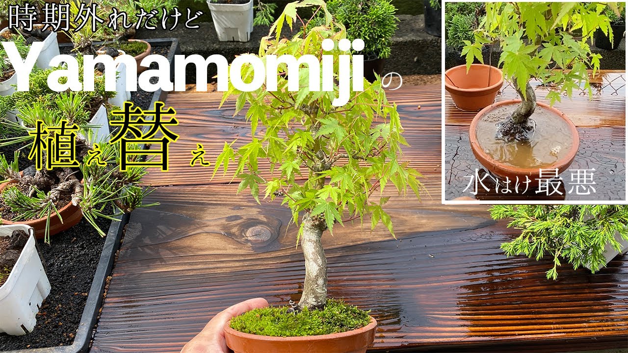 【Yamamomiji】水はけ悪すぎる山もみじ、時期外れだけど植え替えしときました