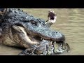 Python vs Alligator 12 -- Real Fight -- Python attacks Alligator