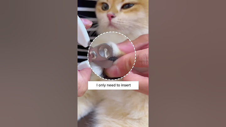 No More Cat Scratches! 😩🐈‍⬛