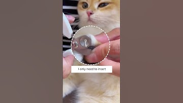 No More Cat Scratches! 😩🐈‍⬛