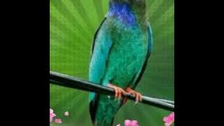 suara tembakan ngebreeeeen burung tengkek buto buat masteran