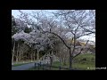 桜【コブクロ】covered by 熊木杏里