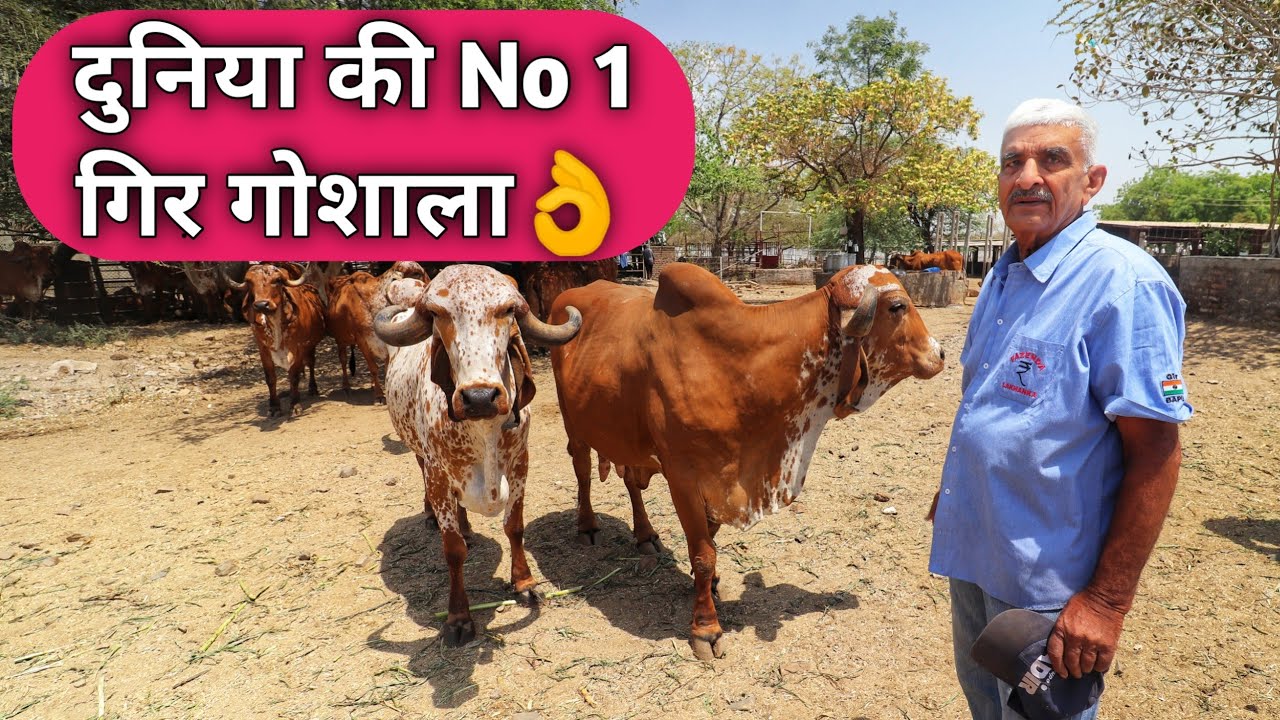 World's No 1 Gir Gaushala of Pardeep singh Bapu Bhavnagar Gujrat