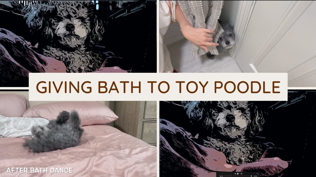 Bathing Toy poodle puppy Dog bathing can be calm How to give toy