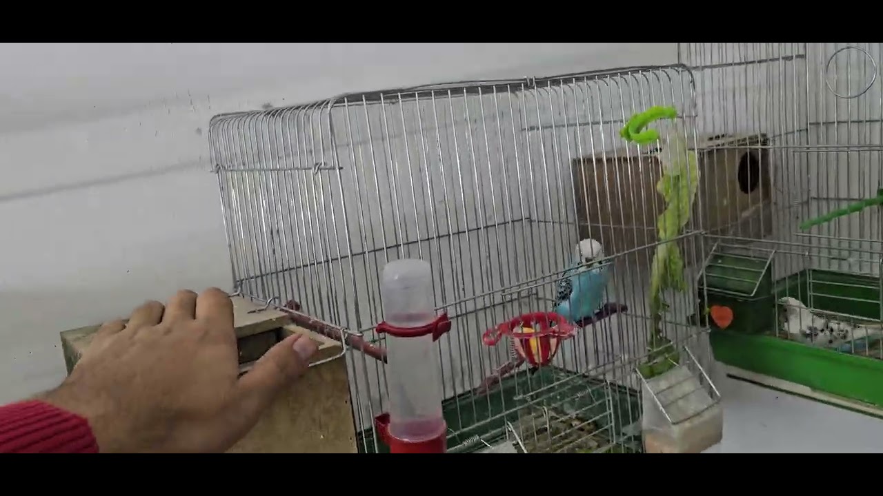 41#/جوله سريعه على الطيووور🐦🐦