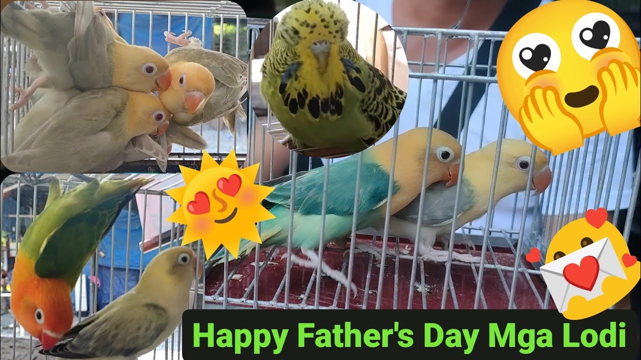 Vlog388 Parblue Opa Pale Fallow Sobrang Kinis Quality Sa Lahat ng Quality😱🦜😱 Parblue Opa Dun Fallow🦜